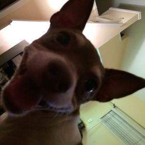 Meet your Posher, Patrick